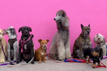 a community of dogs of various dogs (random breeds) in front of bright-pink wall