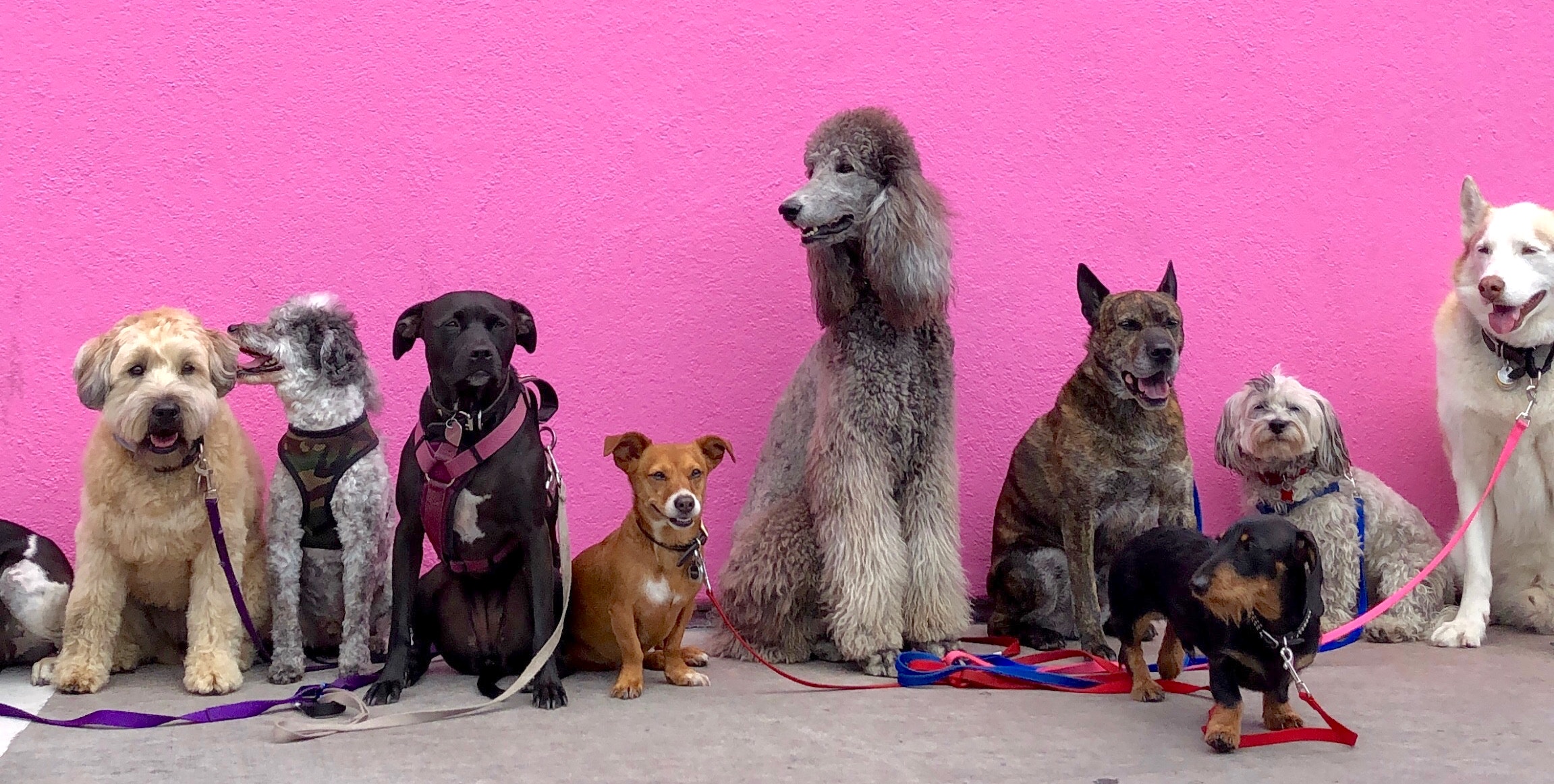 a community of dogs of various dogs (random breeds) in front of bright-pink wall