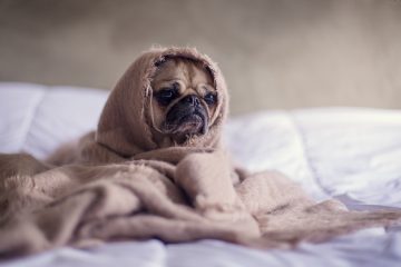 It's a pug. Wrapped in a blanket. And it's every bit as adorable as that sounds. But the poor thing might not be healthy.