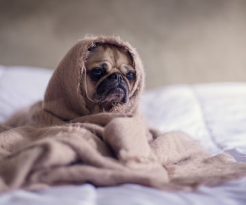 Pug in a blanket