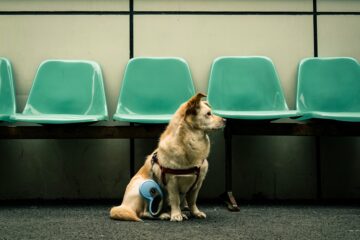 A pupper sits patiently in front of empty seats. Seats that clearly should contain handlers. Where have they gone?