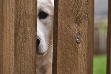 A lonely pup looks at you longingly through a wooden fence that keeps you apart