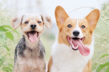 Two dogs, two breeds, a whole lotta tongue