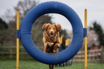 A good pup competes for a title by jumping through a hoop. No, I'm serious.