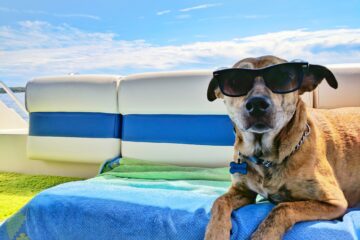 A cool dog named Karma wears shades while sunbathing. Karma has left a space for you on the beach towel, welcoming you to join.